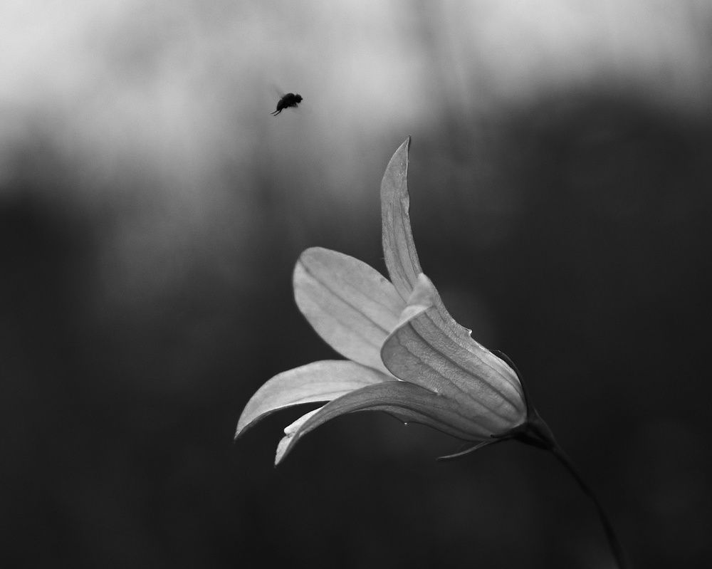 Фотография автора Елена Кваша