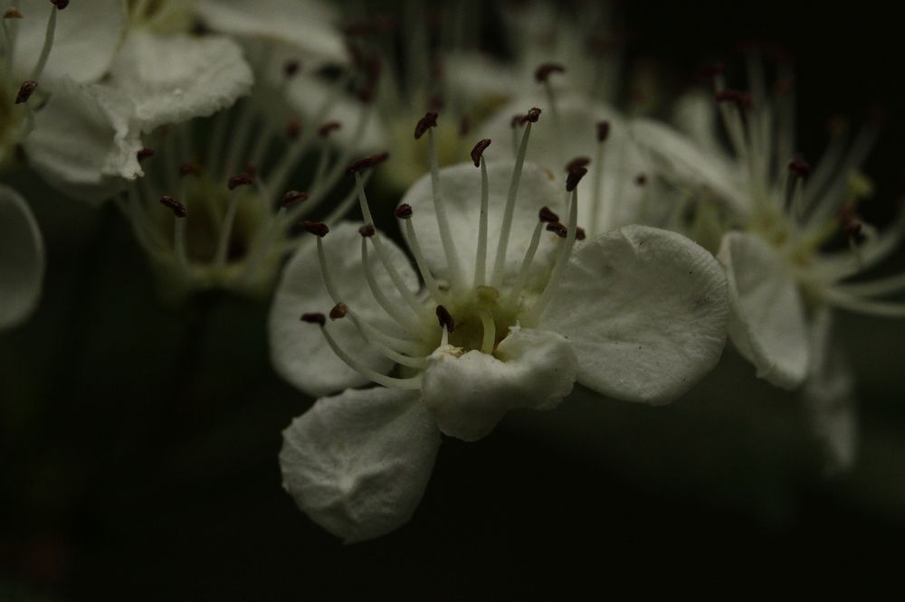 Photograph by Регина Романова