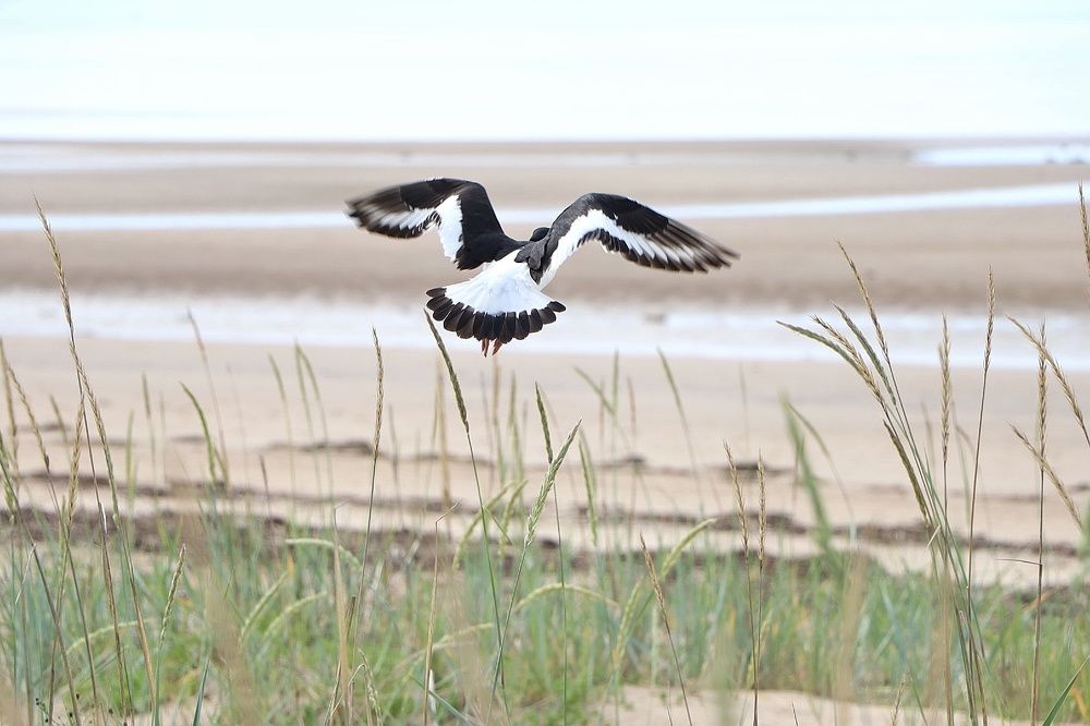 Кулик-сорока. Онежский залив.