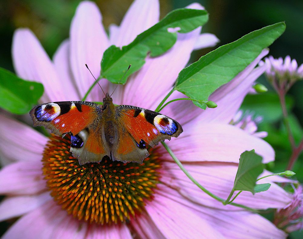 Photograph by Гагик Саркисян