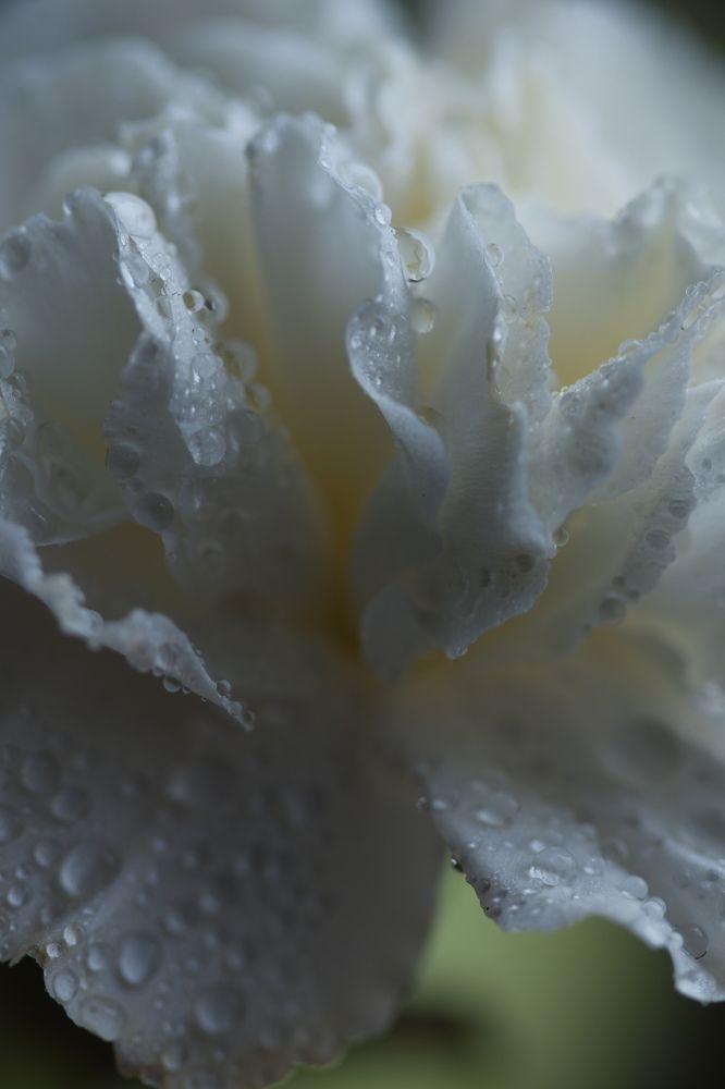 Фотография автора Екатерина Карасева