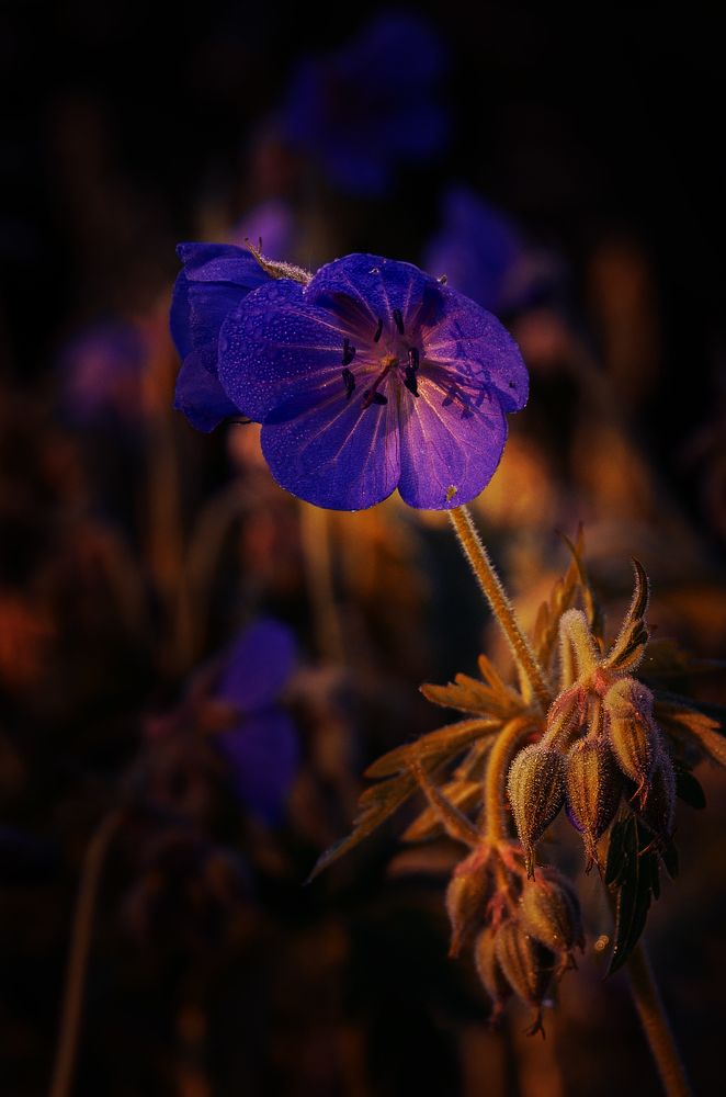 Photograph by Грязев Сергей