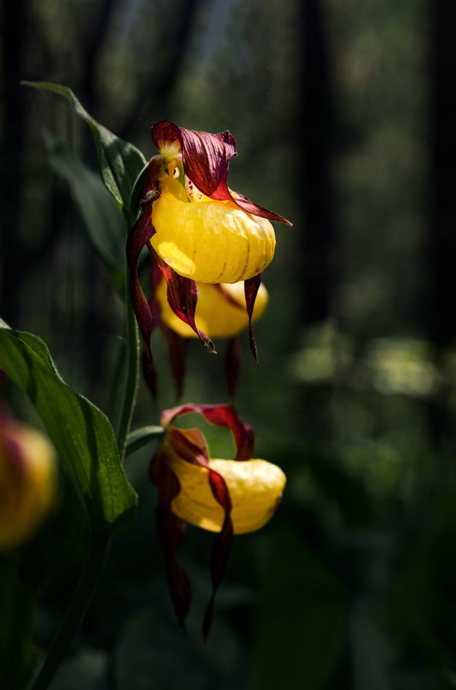 Photograph by Грязев Сергей