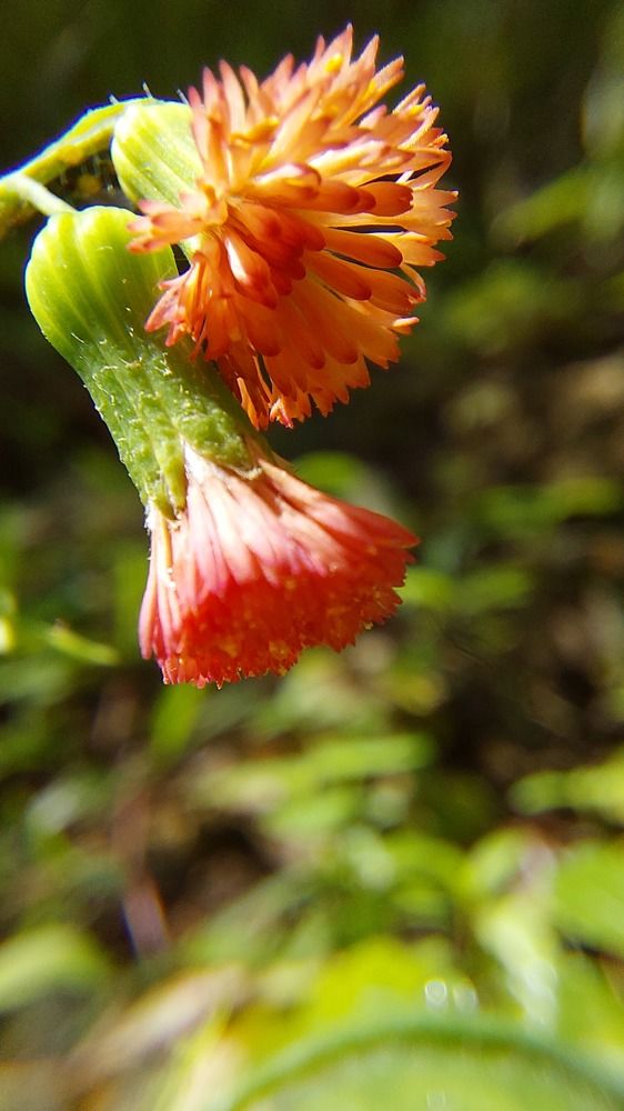 Photograph by CRINALDO REIS