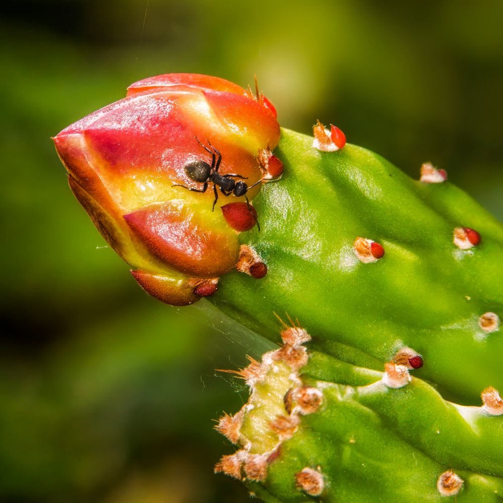 Фотография автора Carlos Gianoli