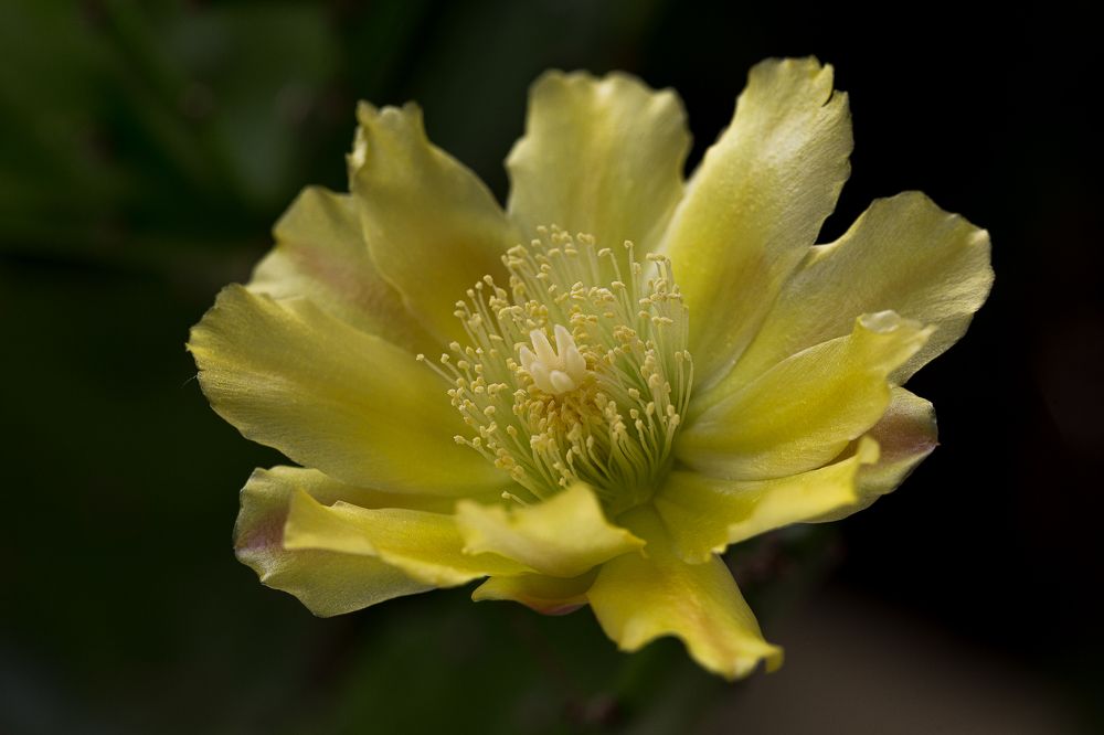 Фотография автора Carlos Gianoli