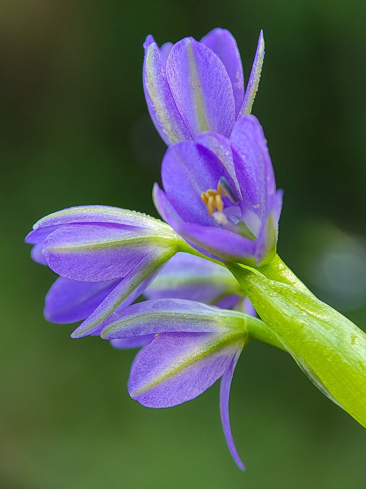 Pontederiaceae beautiful purple flower
