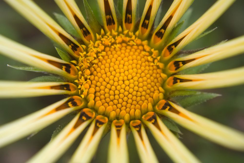 Photograph by Guillermo Topp