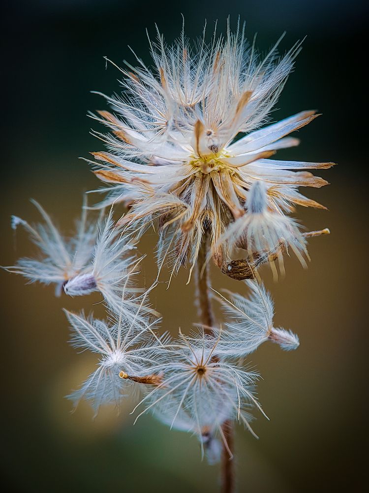 Dandelion on sunset