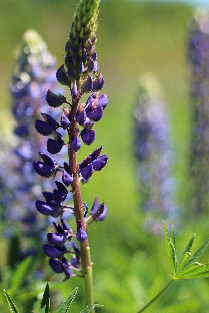 Photograph by АЛЛА ТАРАСЕНКО