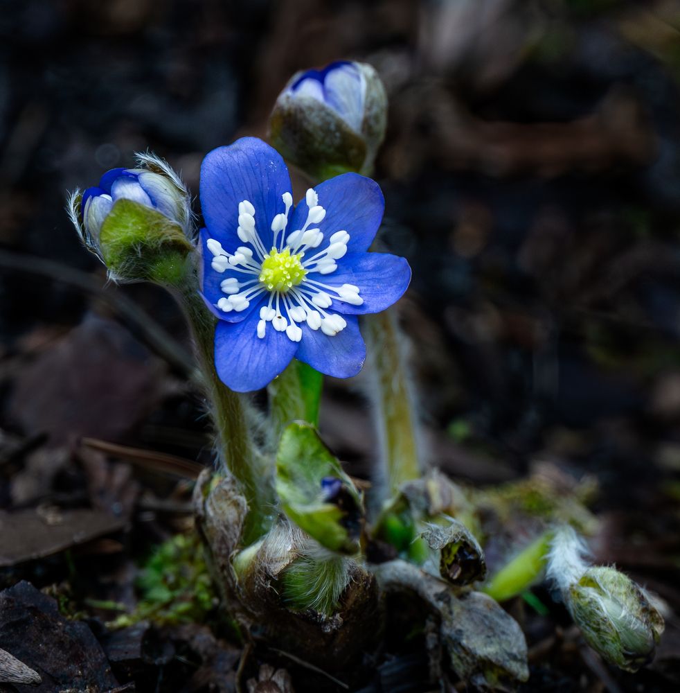 Photograph by Курлянцев Алексей