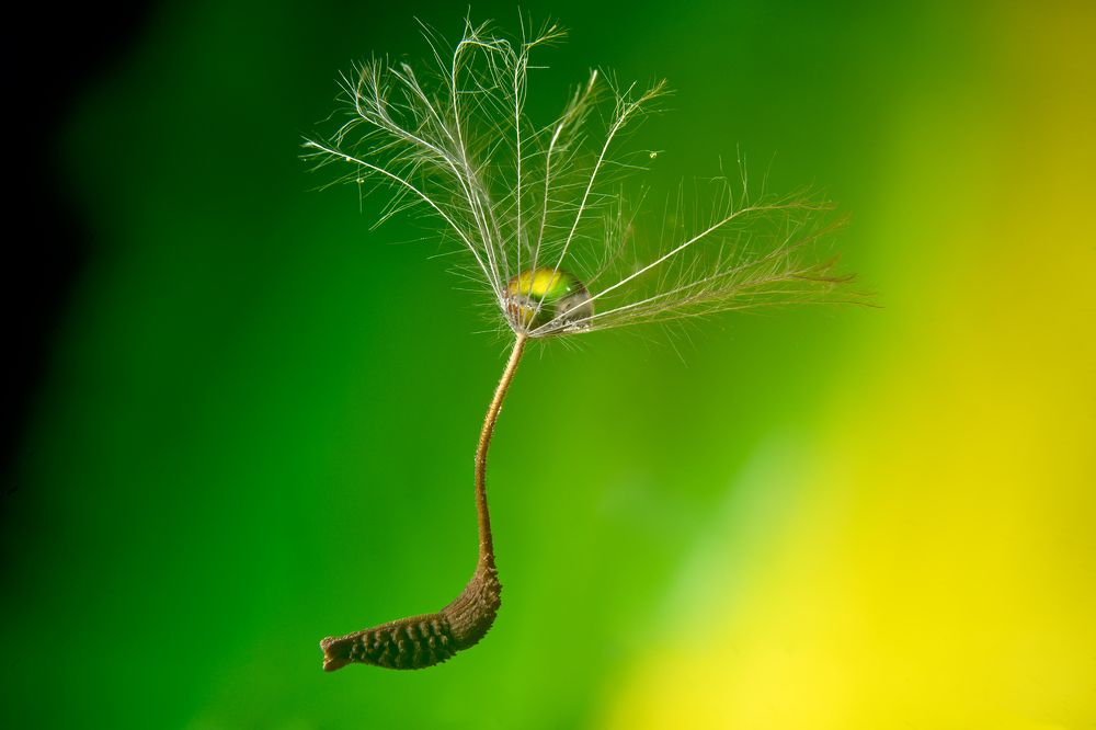 Photograph by Boris Bekelman