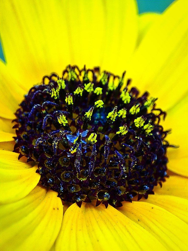 Фотография автора Debdutt Saha