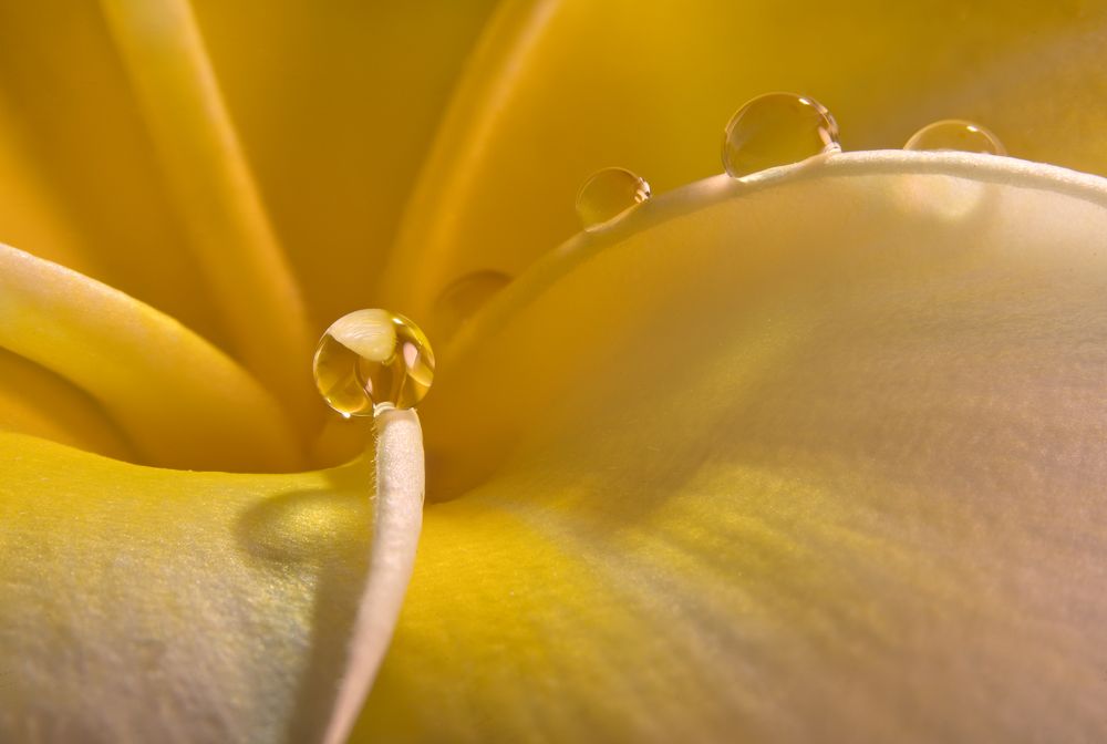 Photograph by Boris Bekelman