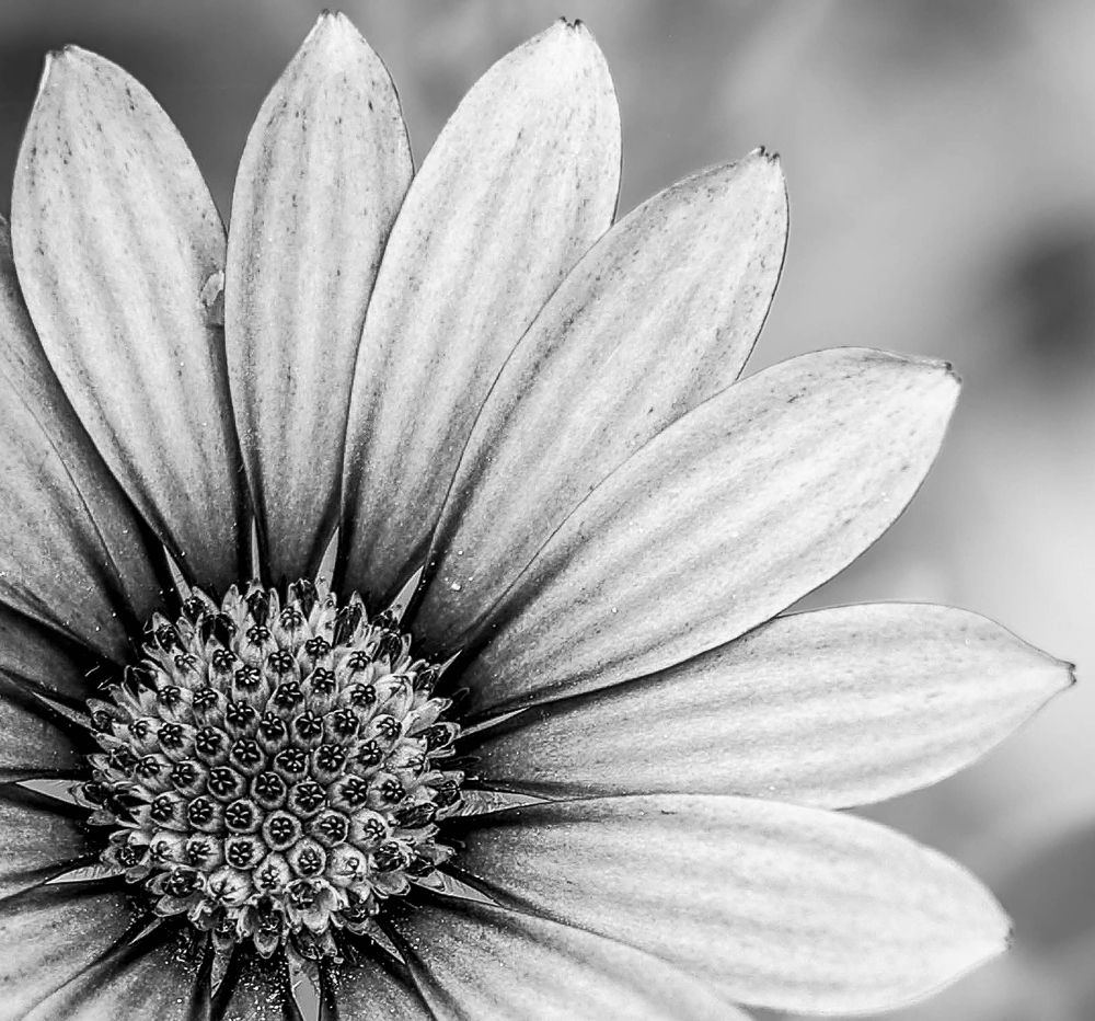 Shadowed Bloom: Monochrome African Daisy