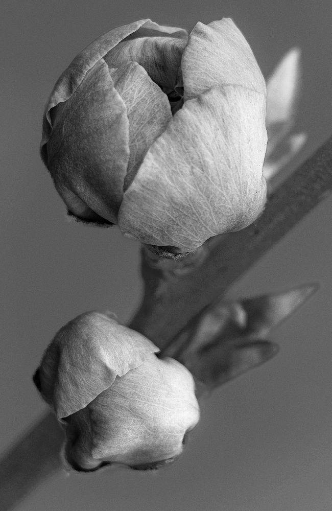 Silent Blossoms: Monochrome Nectarine Buds