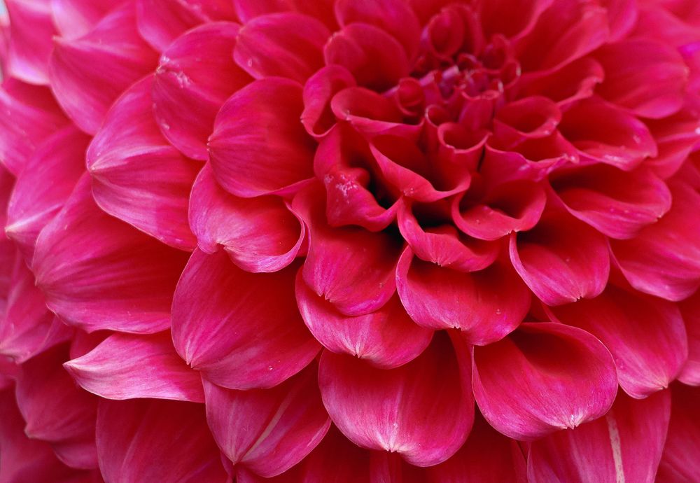 Blush Whispers: Pink Dahlia Petals