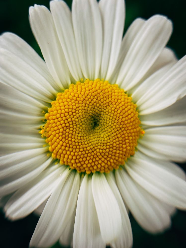 Photograph by Дарья Андреева