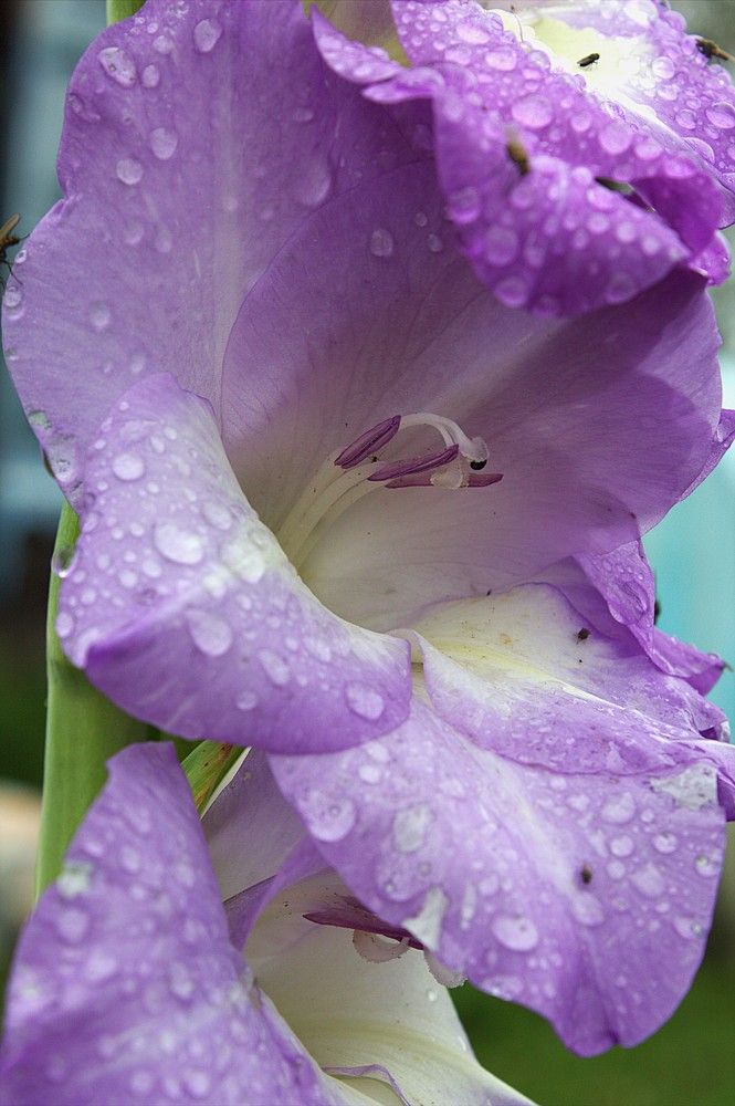 Photograph by Евгения Сараева