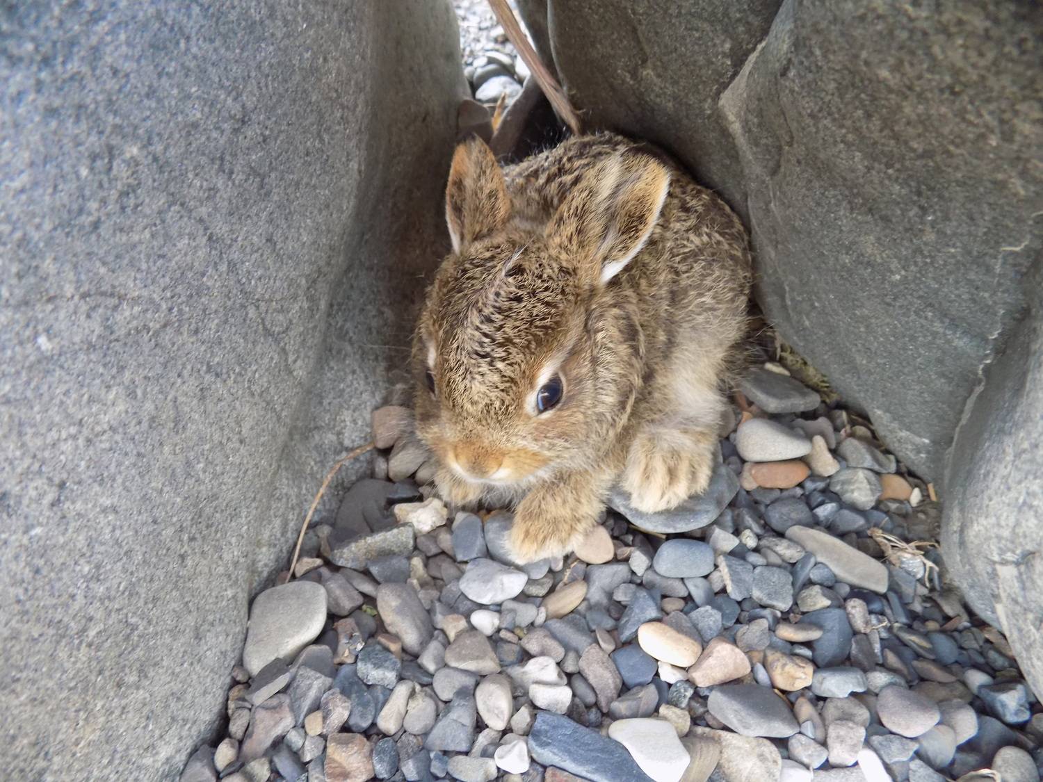 Photo #10948486
