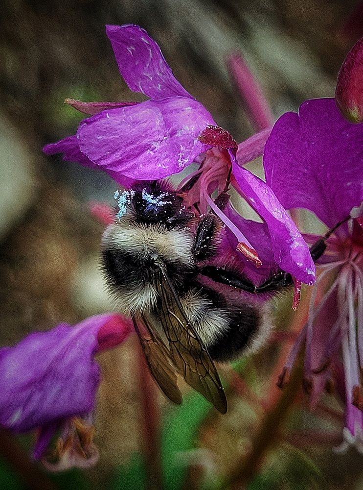 Photograph by Елена Иванова