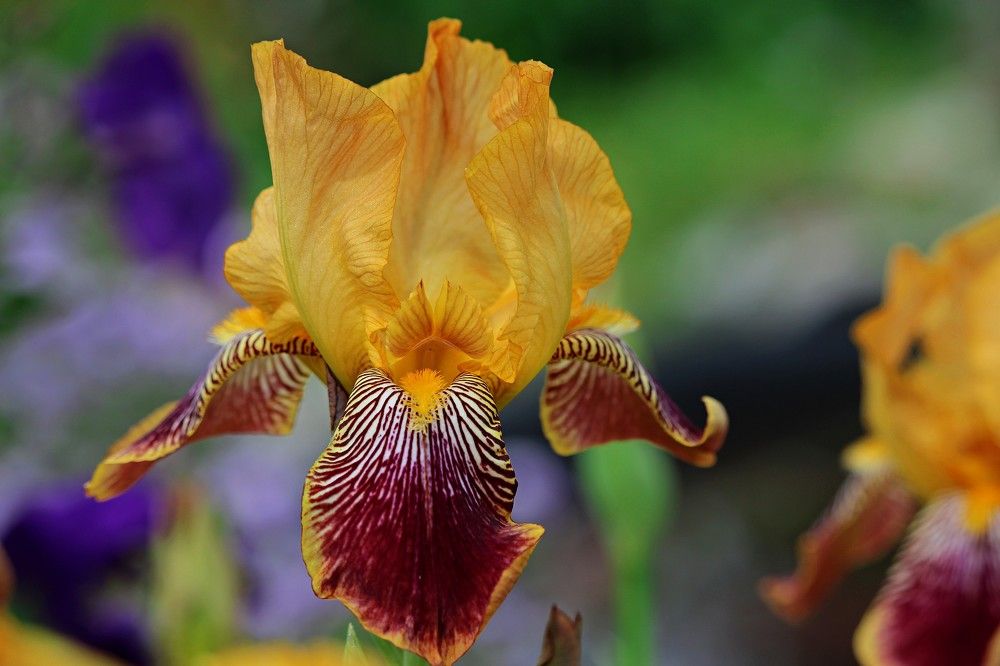 Photograph by Галина Мазур