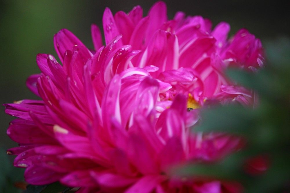 Photograph by Галина Мазур