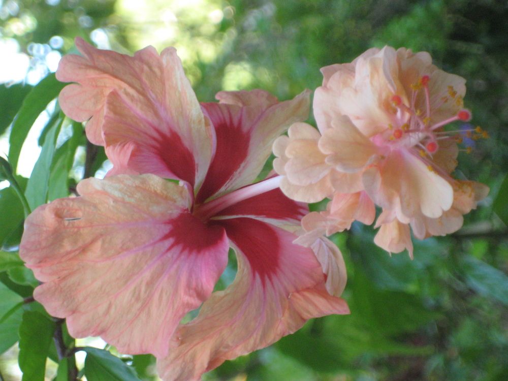 Фотография автора Елена Александрова