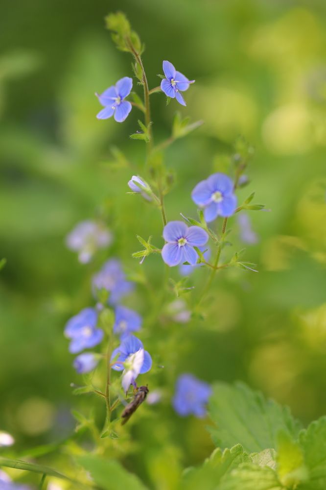 Фотография автора Мария Стратан