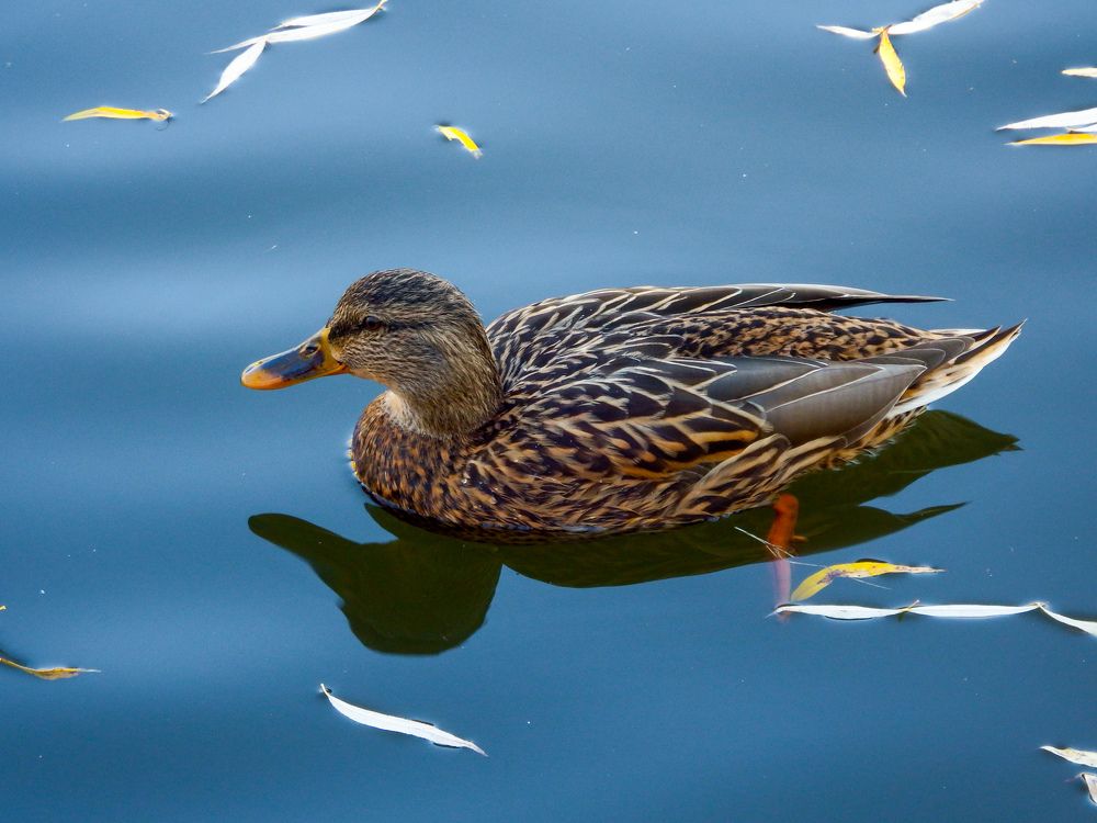 Photograph by Мария Толмачева