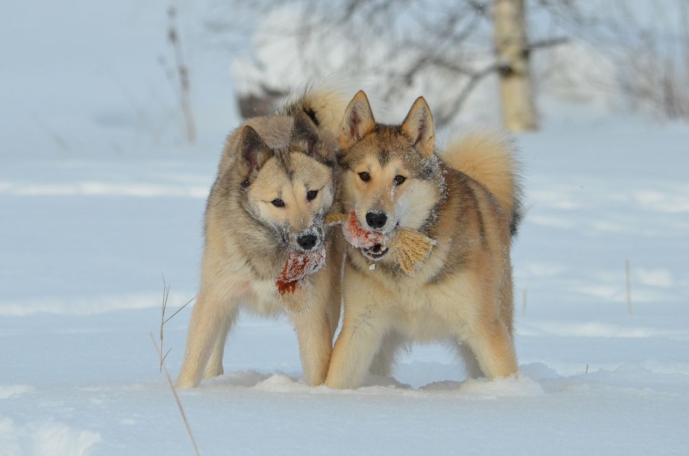 Photograph by Галина Катанова
