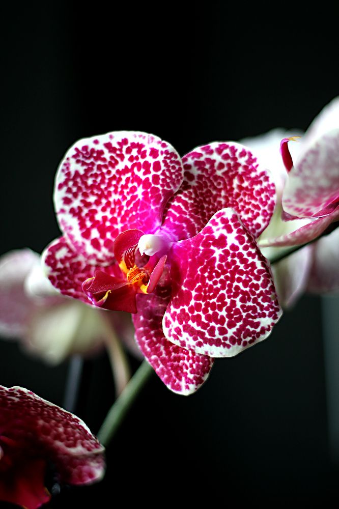 Photograph by Надежда Тарасенко