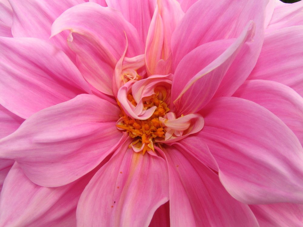 Photograph by SURAJIT SARKAR