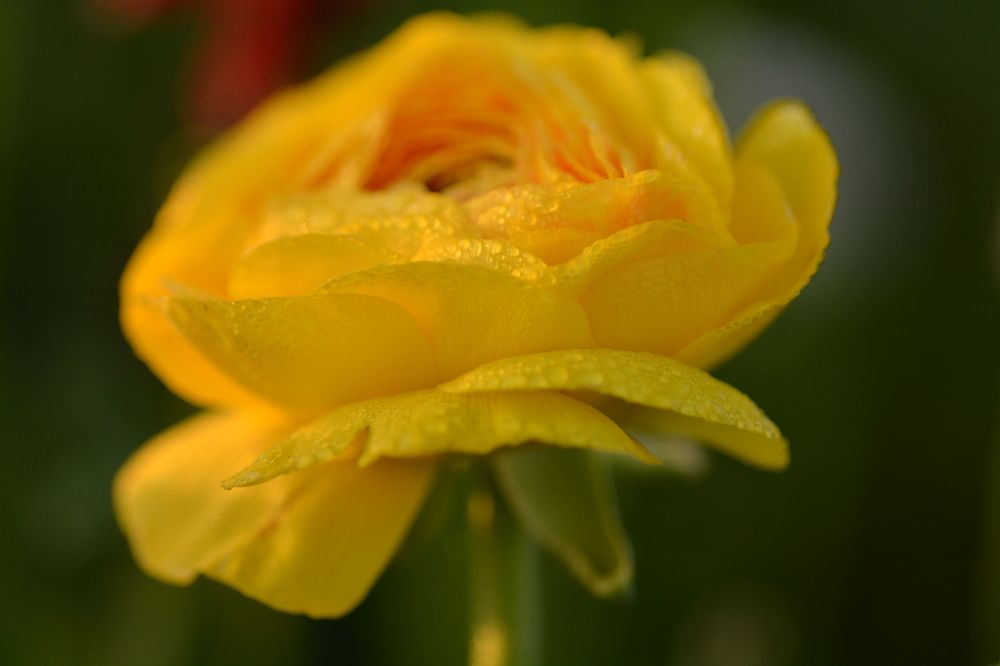 Photograph by esti lahat