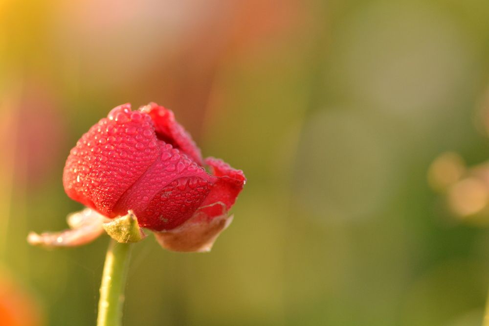 Photograph by esti lahat