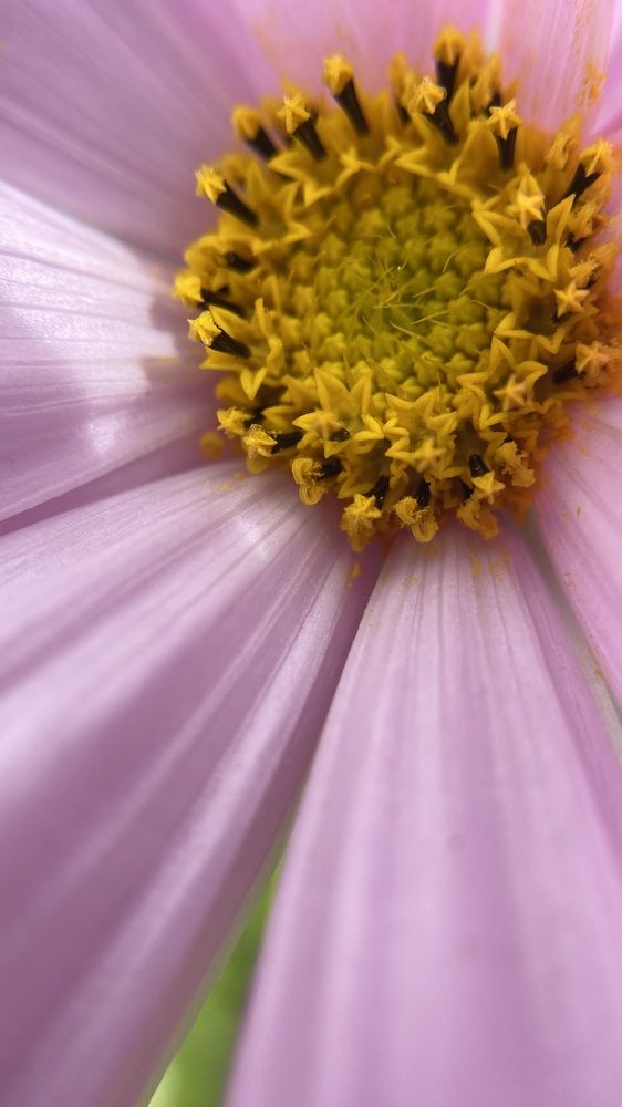 Photograph by Kristina Domanina