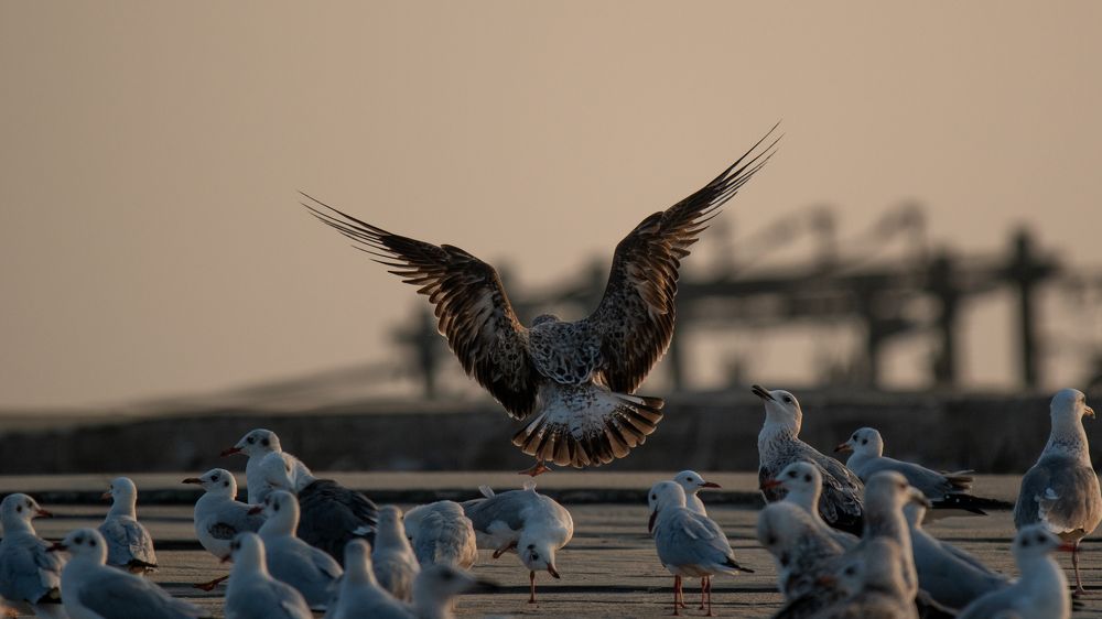 Photograph by Faisal Fasaludeen
