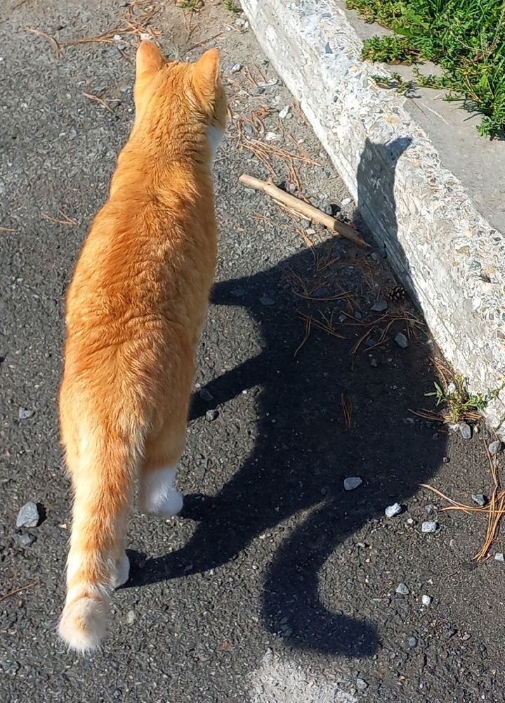 Когда тень просто смеётся...