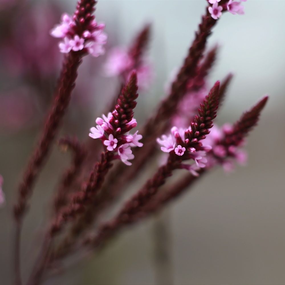 Photograph by Ольга Метлицкая