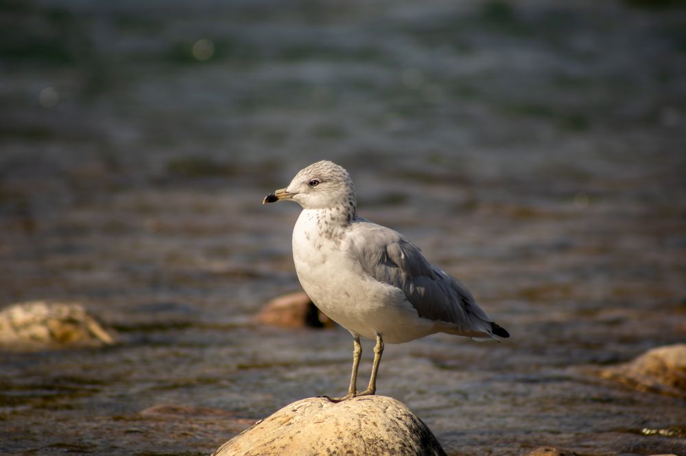 Delaware Gull's Watch
