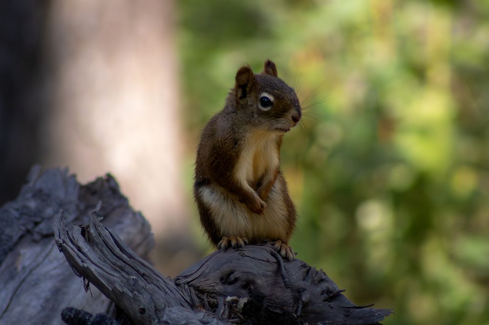 The Urgent Squirrel