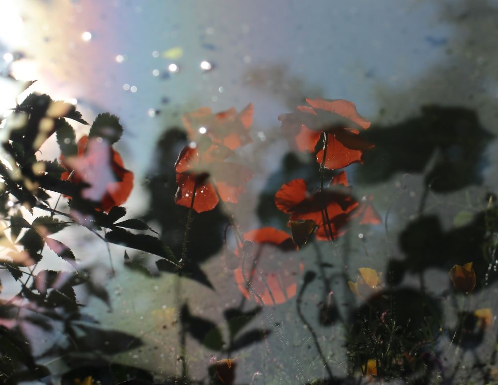 Photograph by Любовь Саханова