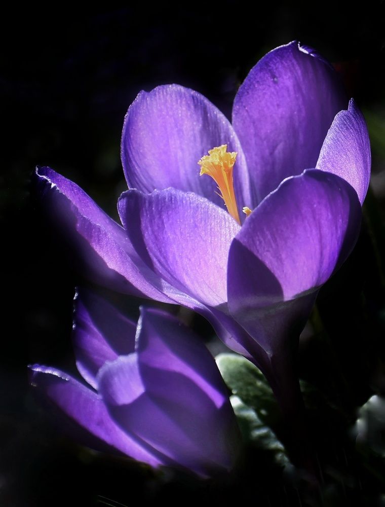 Фотография автора лилия беланова