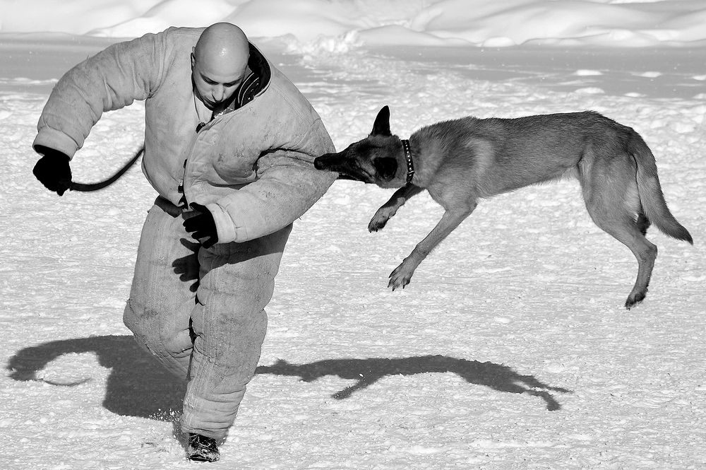 Дрессировщик