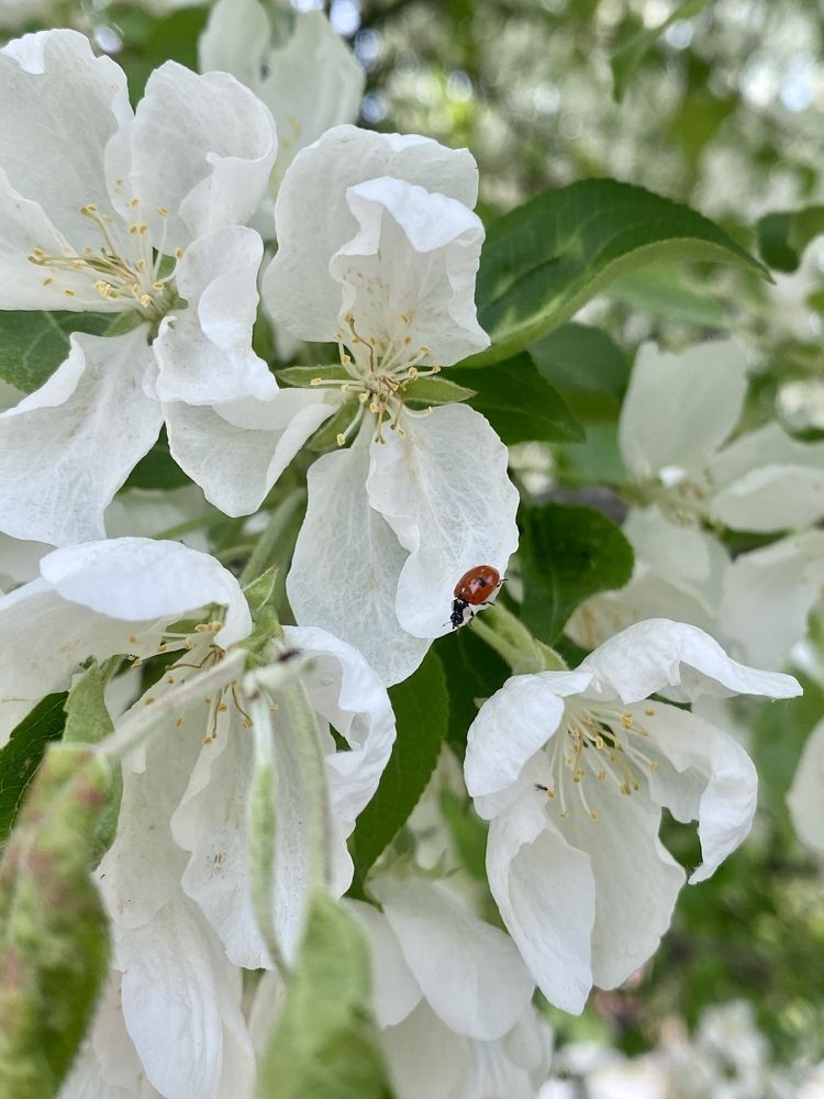 Фотография автора Elena Gasay