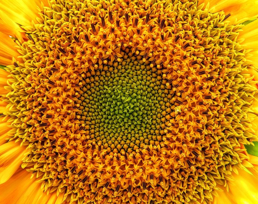 Фотография автора reza ahmadi