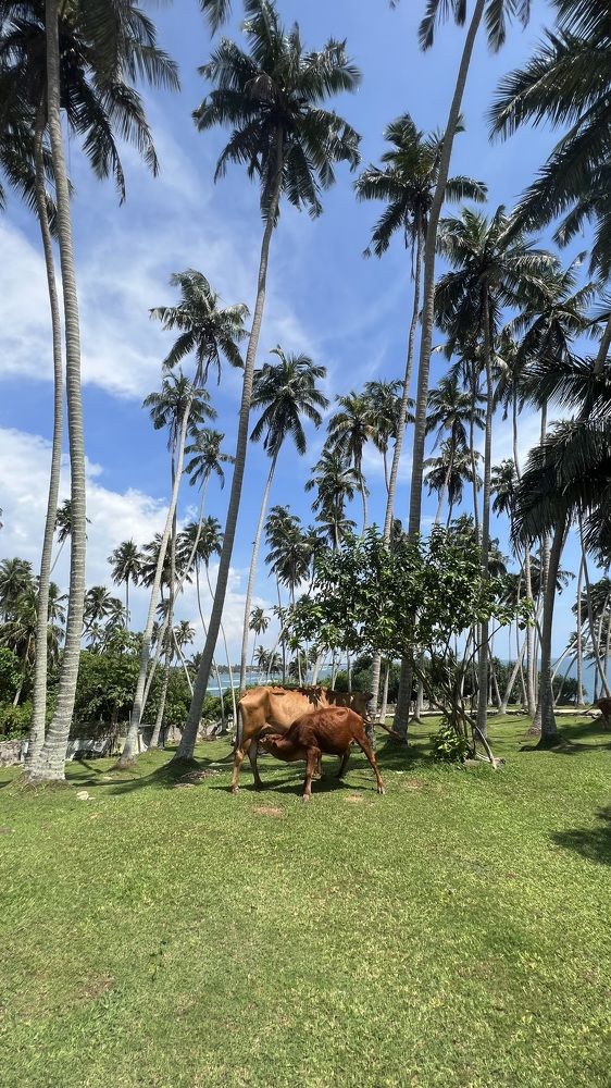 Фотография автора shima tabatabai