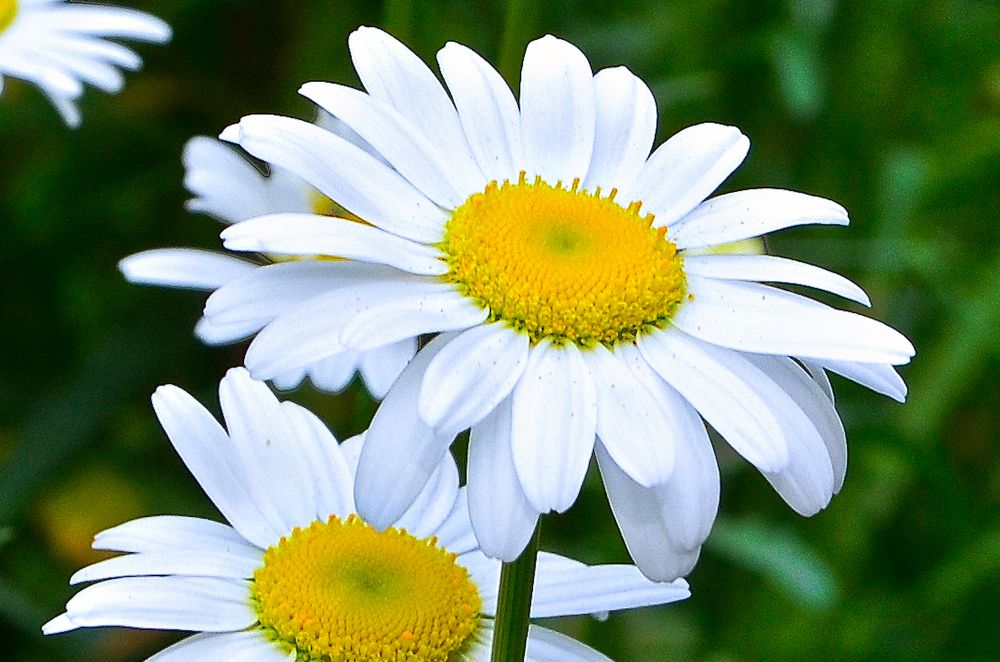 Photograph by Ken Oliver