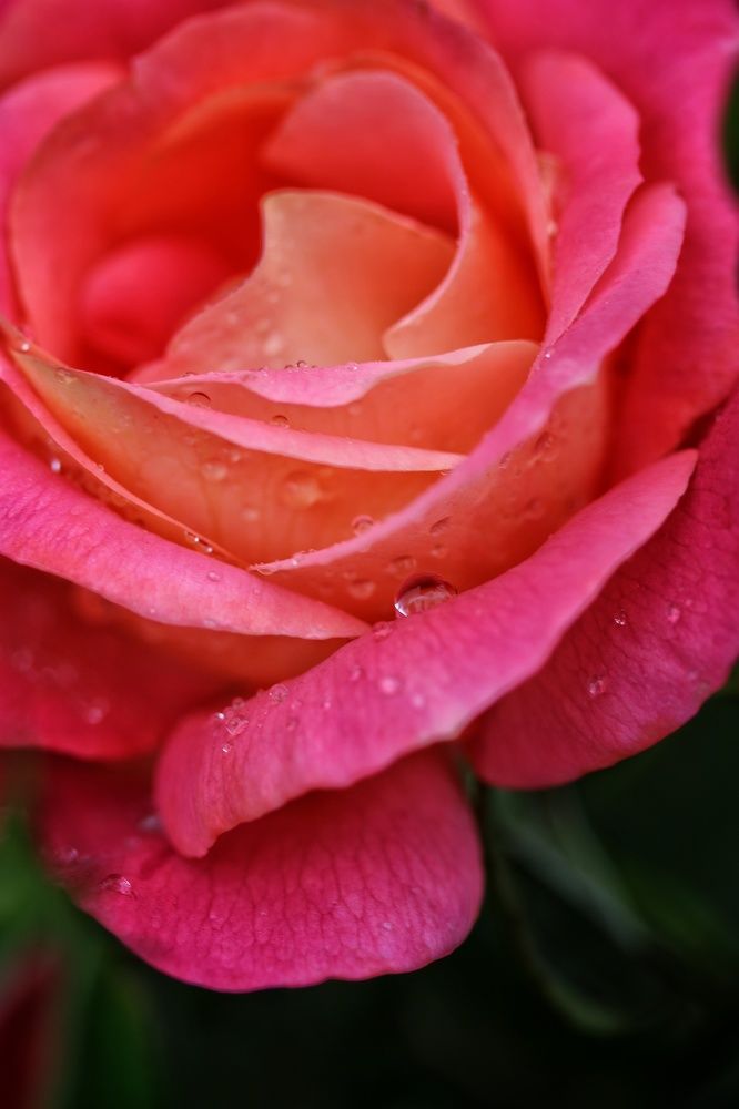 Photograph by Alessandro Moser