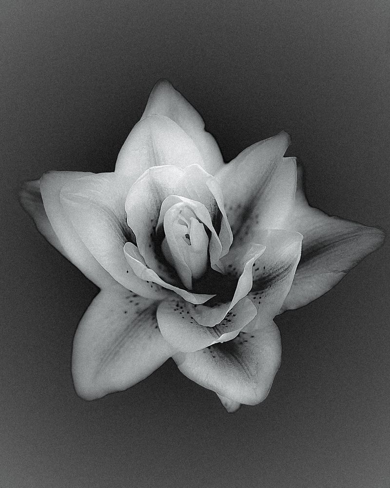 Photograph by Полина Босько